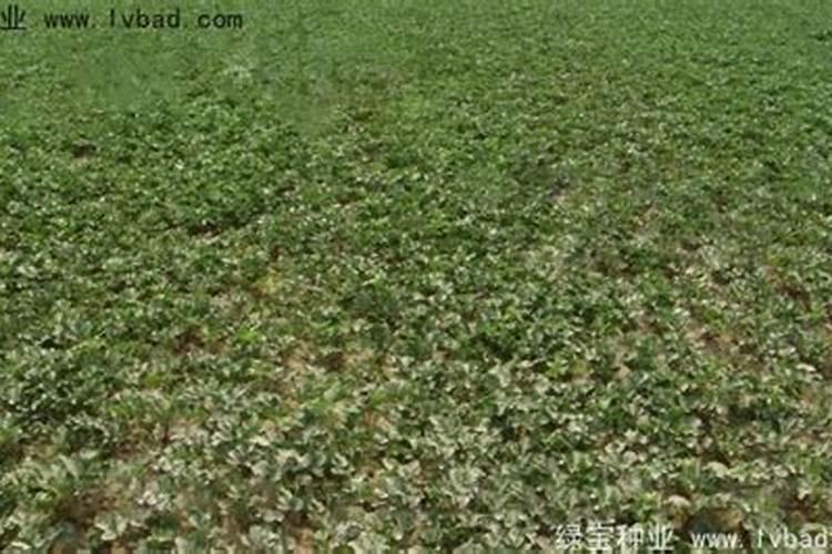 北沙参施什么肥