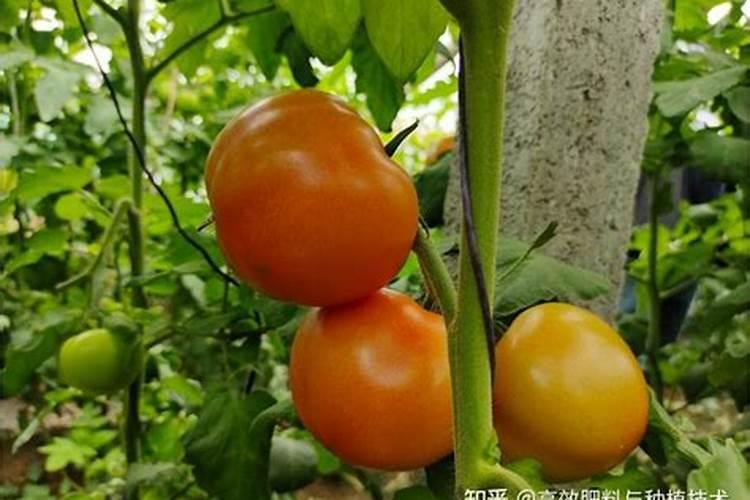 小番茄施什么肥最好