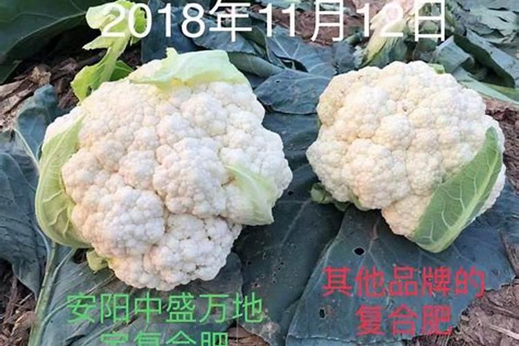 种菜花用什么㡳肥