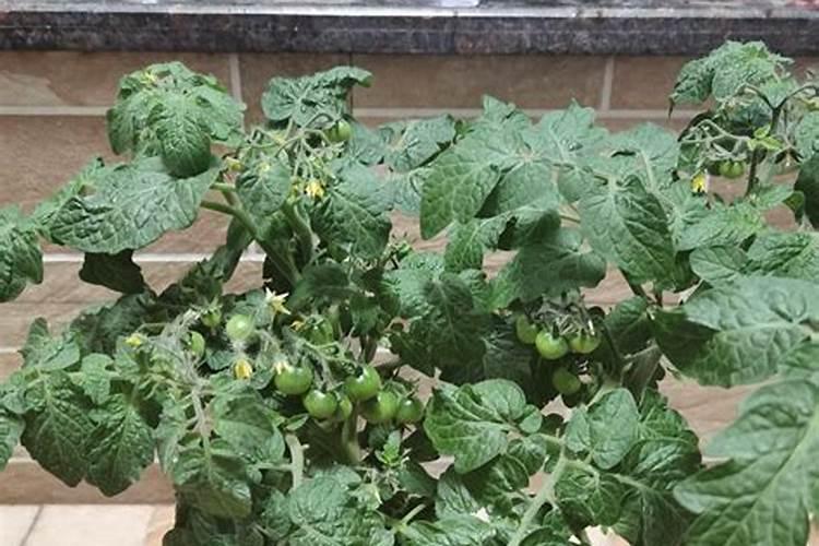 小番茄怎样管理结果多和细节分析