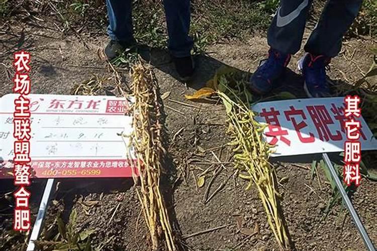 用矿源黄腐酸钾浇蓝莓可以吗