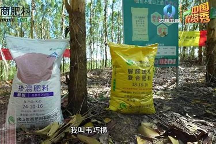 桉树基肥怎么放