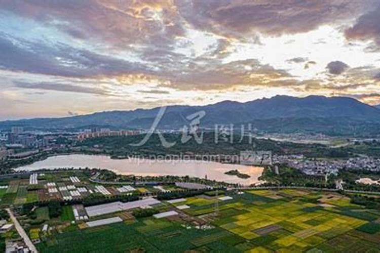 水稻发黄,干枯怎么回事？