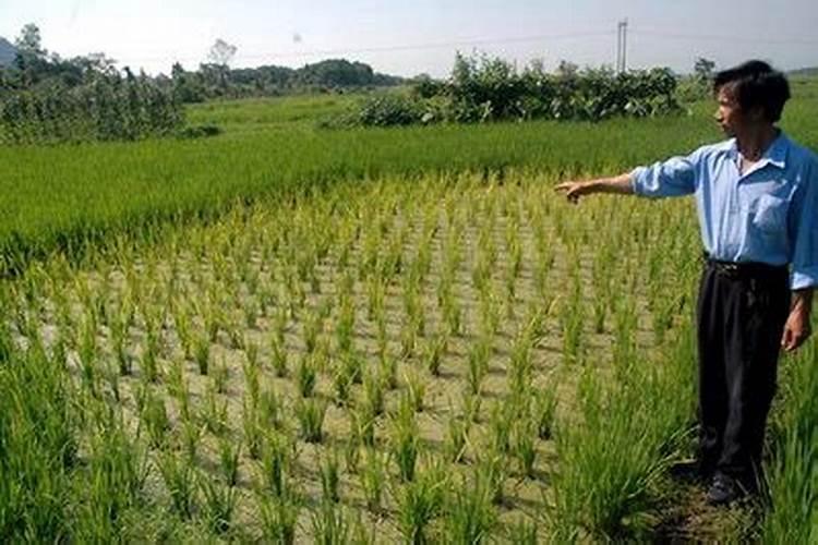中稻田,禾苗不长,怎么啦