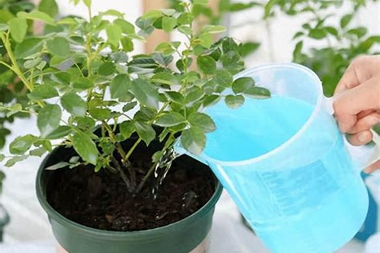 叶面肥过量有什么现象 会造成哪些影响