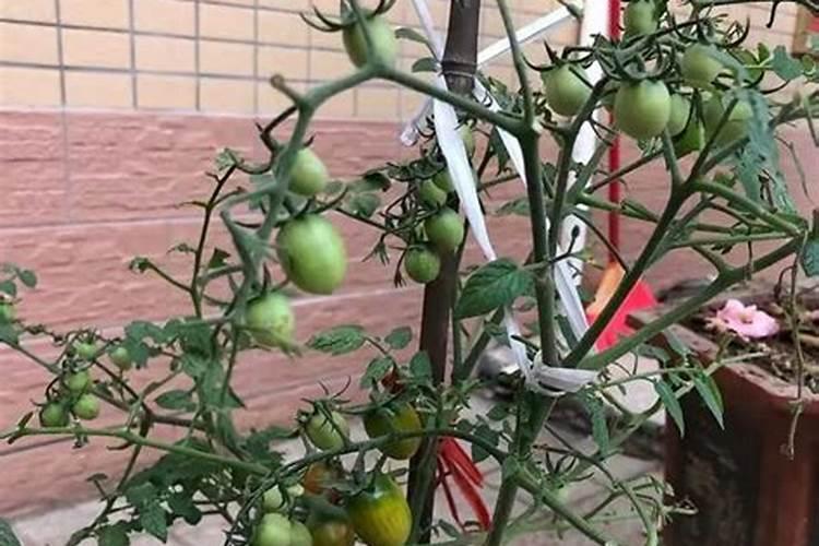 小番茄结果 后多久浇一次水？一次浇多少水？