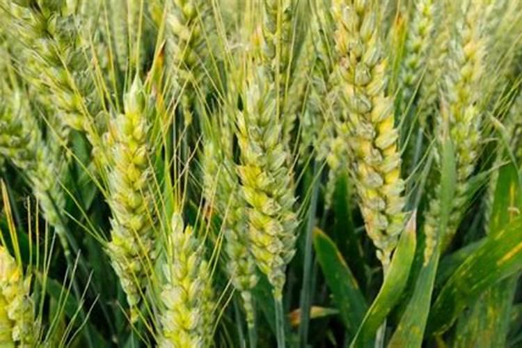 小麦拔节期后喷什么叶面肥？硼肥加上它喷2次,增产很明显