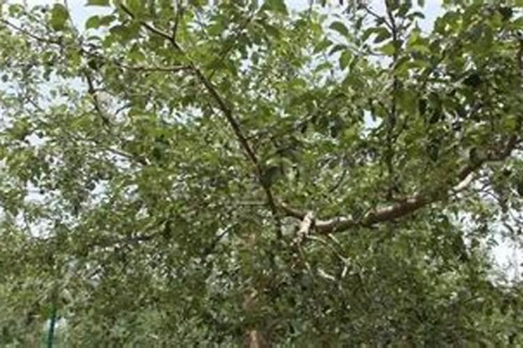 小麦什么时候喷芸苔素 如何喷施效果好