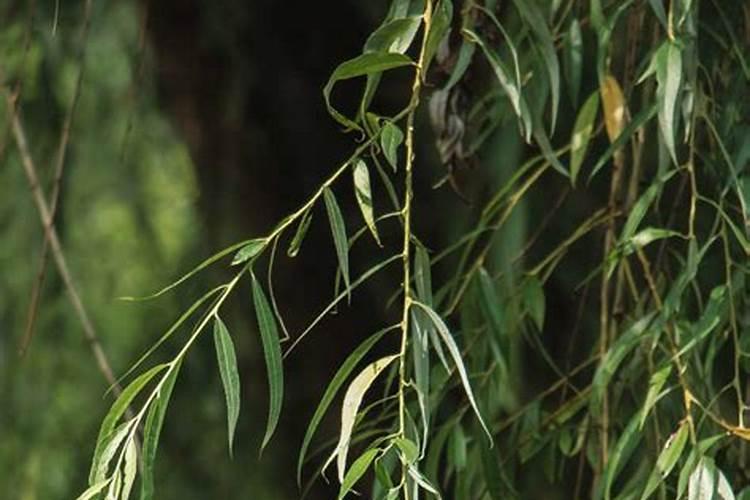 高手,种植垂柳养金蝉,如何给柳树施肥