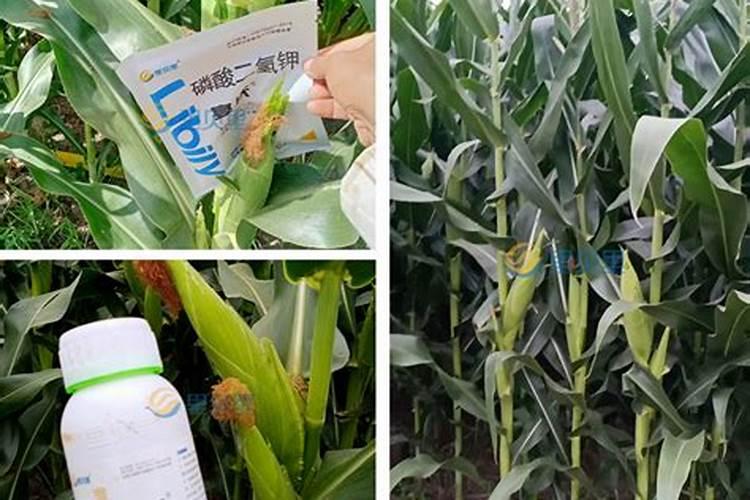 种玉米施肥用什么肥料好？