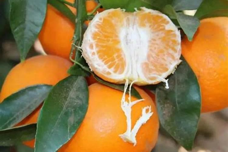 不用土怎么种蔬菜