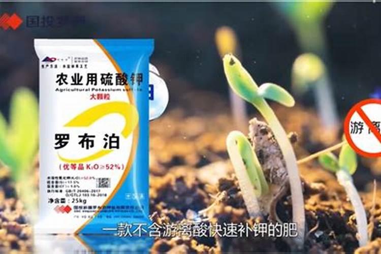 辽宁朝阳玉米的价格