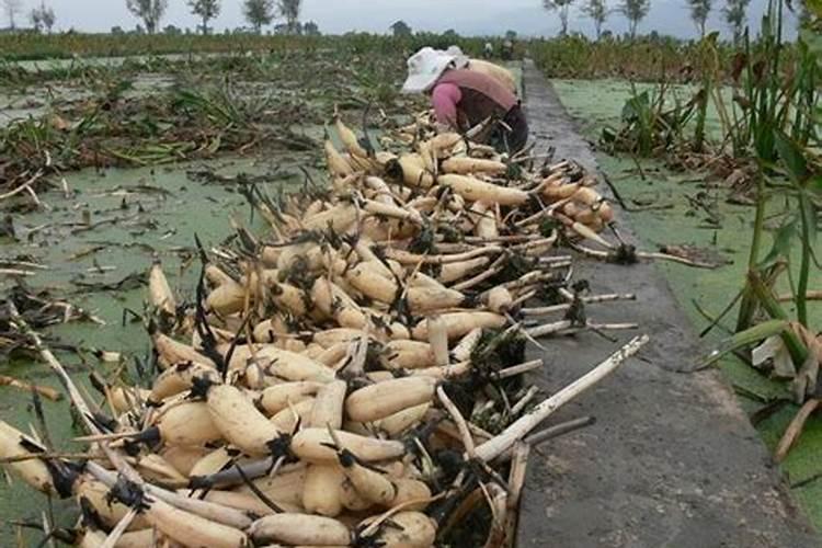 莲藕好吃不贵,教你种植与管理莲商会