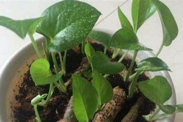 绿萝施肥方法,最好施加氮肥为主的肥料