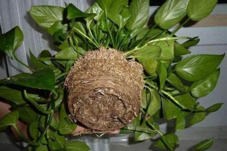 秋季绿萝换盆怎样施肥