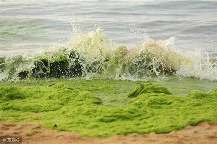 海藻肥的分类有哪些,有哪些优势