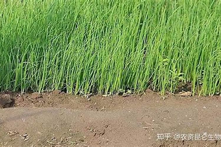 叶面肥什么时候打燃热天打好吗