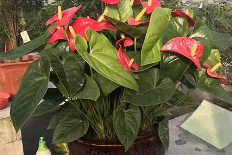 木炭灰和草木灰哪个好