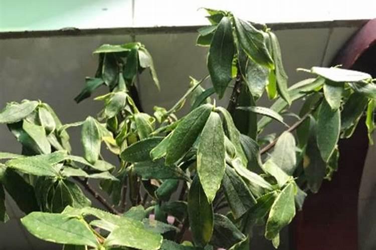 施肥过量叶子蔫了怎么补救