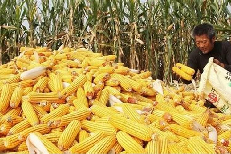 金正大控释玉米专用肥261212多少钱一吨