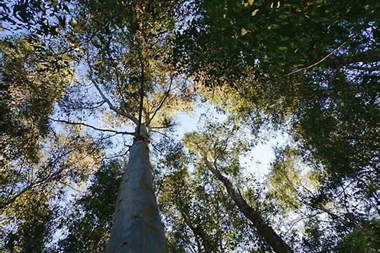 桉树幼苗施什么肥