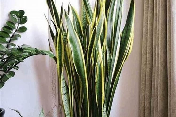 虎皮兰施什么肥好