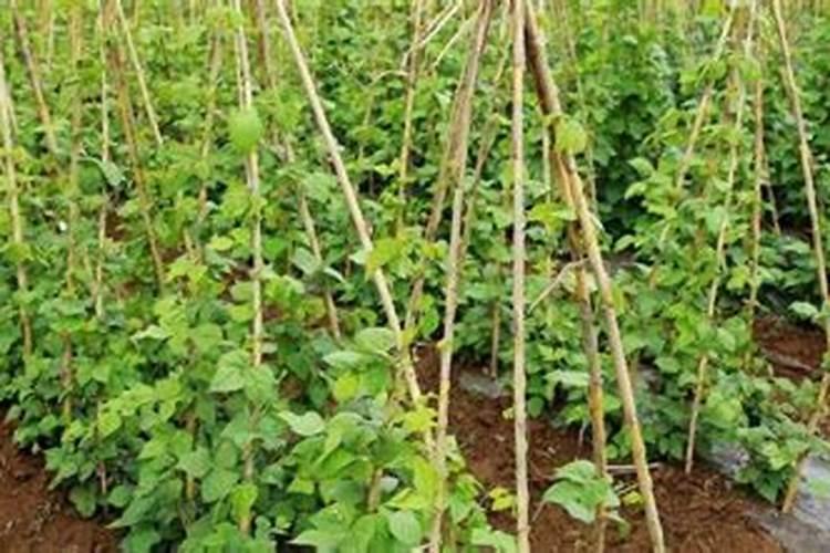 金豆怎么养？怎么才能让金豆多结果？