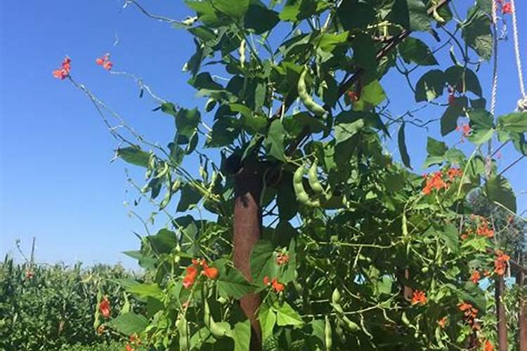 遇到除草剂药害怎么办？