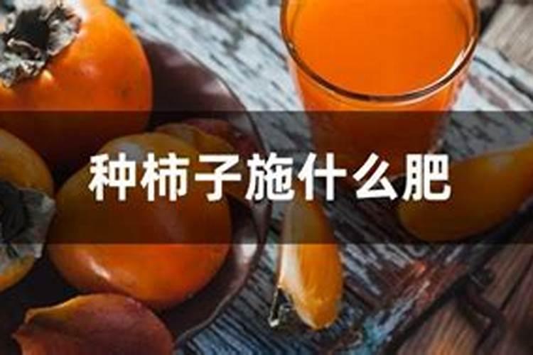 柿子树用什么肥料最好