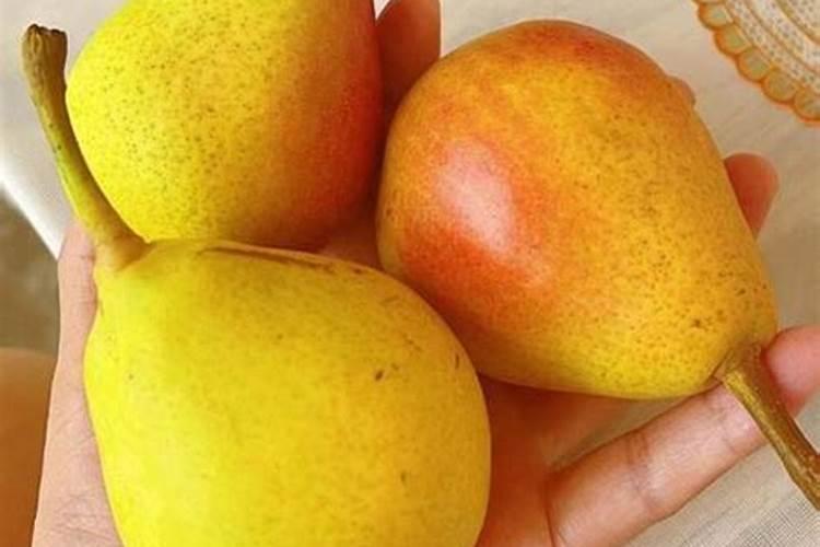 冲施肥八月能给梨冲吗