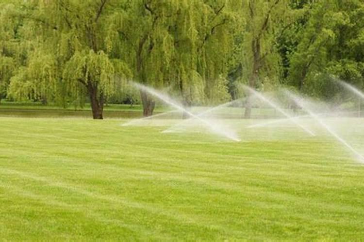 草坪用什么肥好