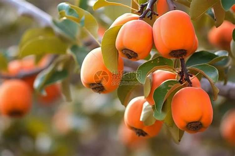 柿子树结柿子后用什么肥料膨果？