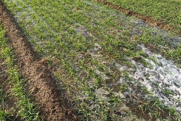 小麦雪中追肥的好处主要体现在哪些方面？