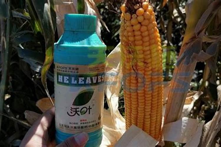 硝酸铵钙肥料喷施方法