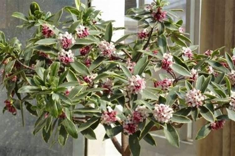 刚买回来的金边瑞香怎么养