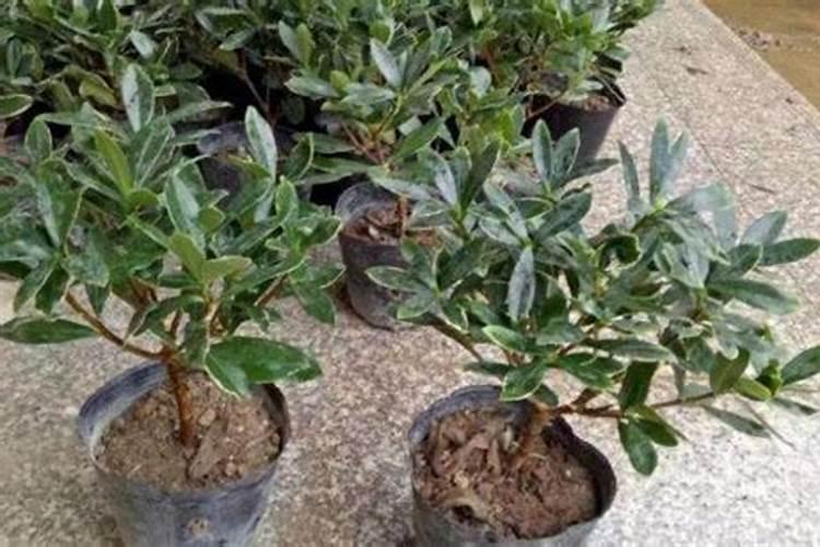 金边瑞香怎么养才好？