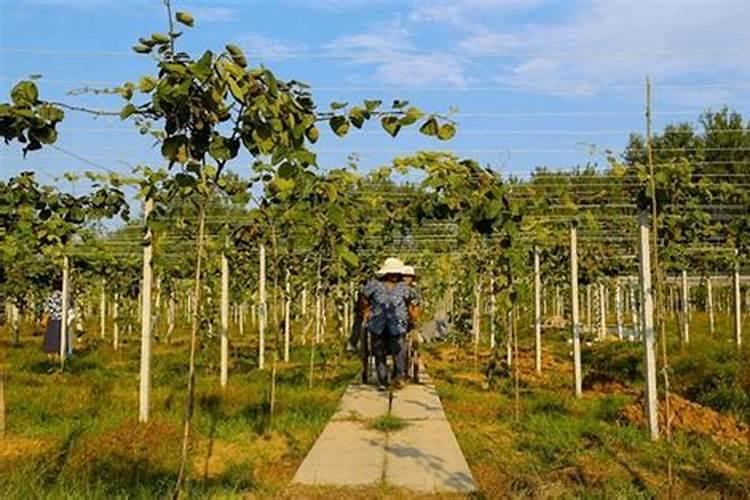 种植土壤怎么补钙