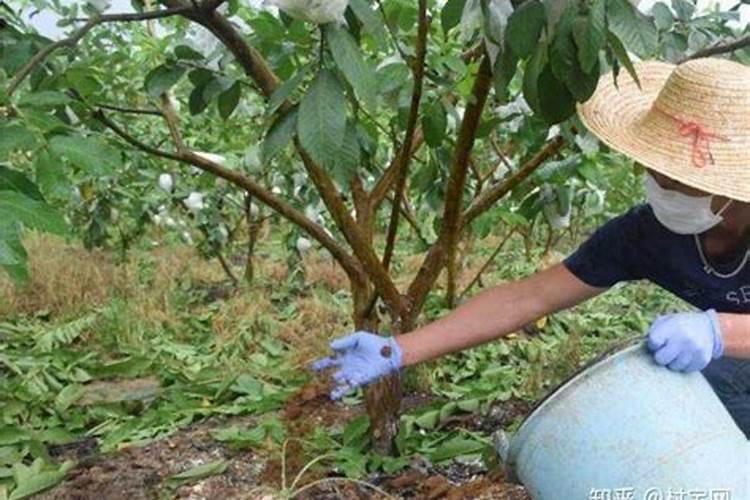 果树类植物可以在室内进行无土栽培吗？