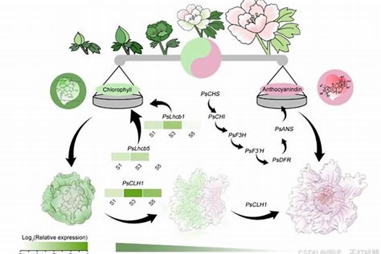 番石榴苗可以用鱼蛋白肥吗