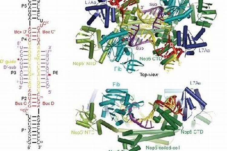 鱼蛋白在西红柿转色用好