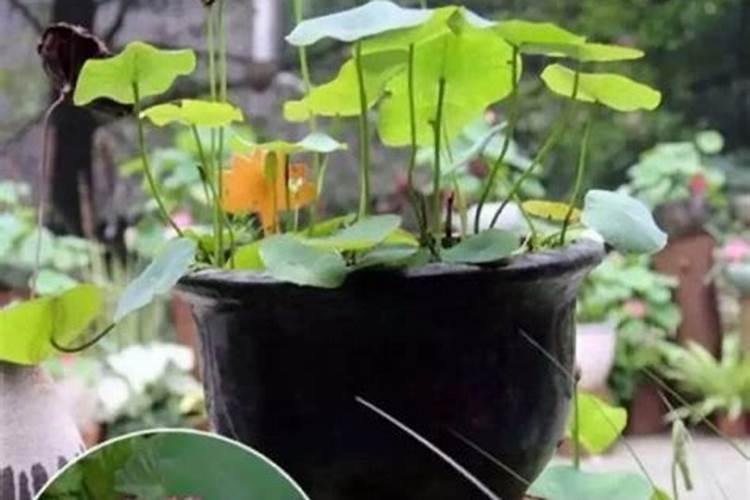 碗莲可以施尿素肥吗