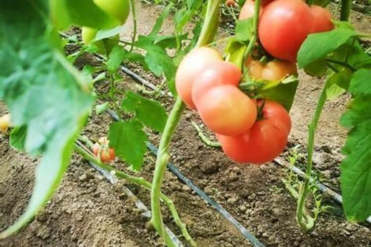 西红柿浇什么肥料最好