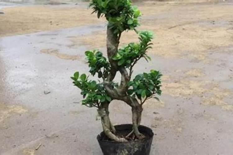 榕树施什么肥？