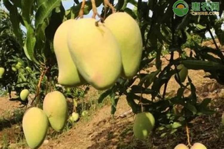 早花芒果树管理要点