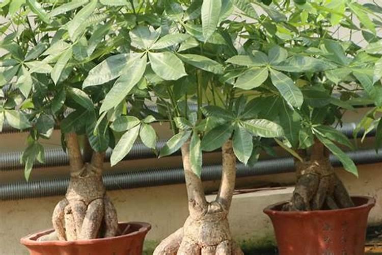 发财树施肥用什么肥料