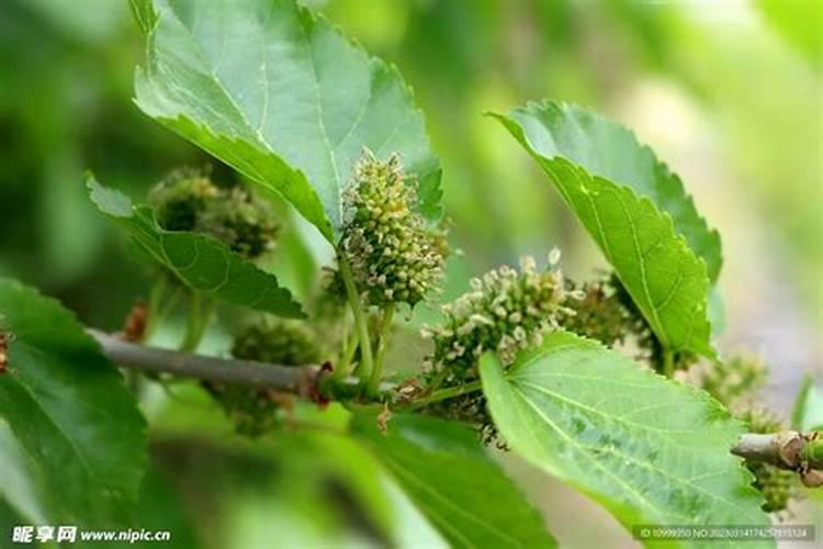 硝酸钾丶硝酸钙丶硼酸对植物的作用以及有什么好处