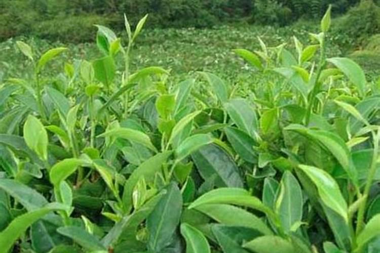 茶树叶片发生日灼怎么办？茶叶用什么叶面肥长得快？