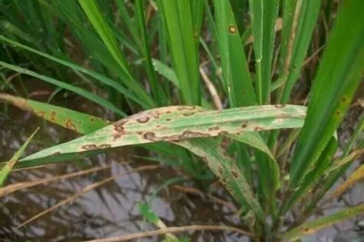 黄杨树用肥用坏了怎么办？