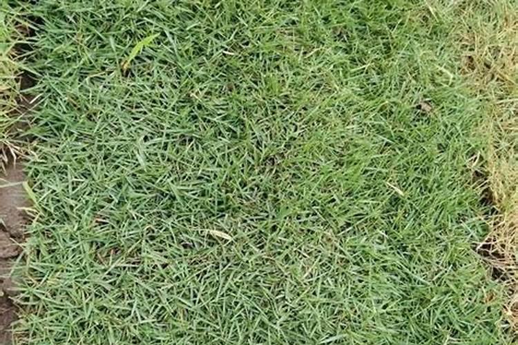 怎么能快速腐熟鸡粪做肥料不烧根