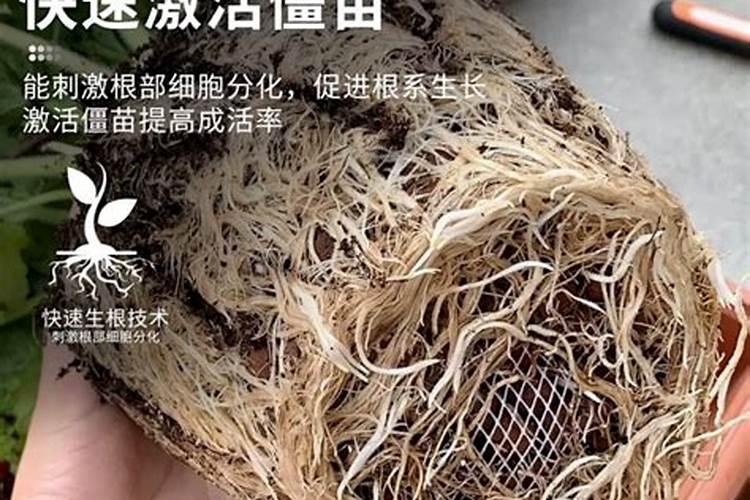 生根壮苗用什么肥料最好